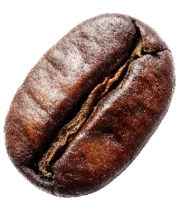 Fresh coffee bean