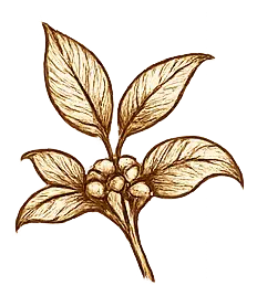Premium arabica & robusta plant